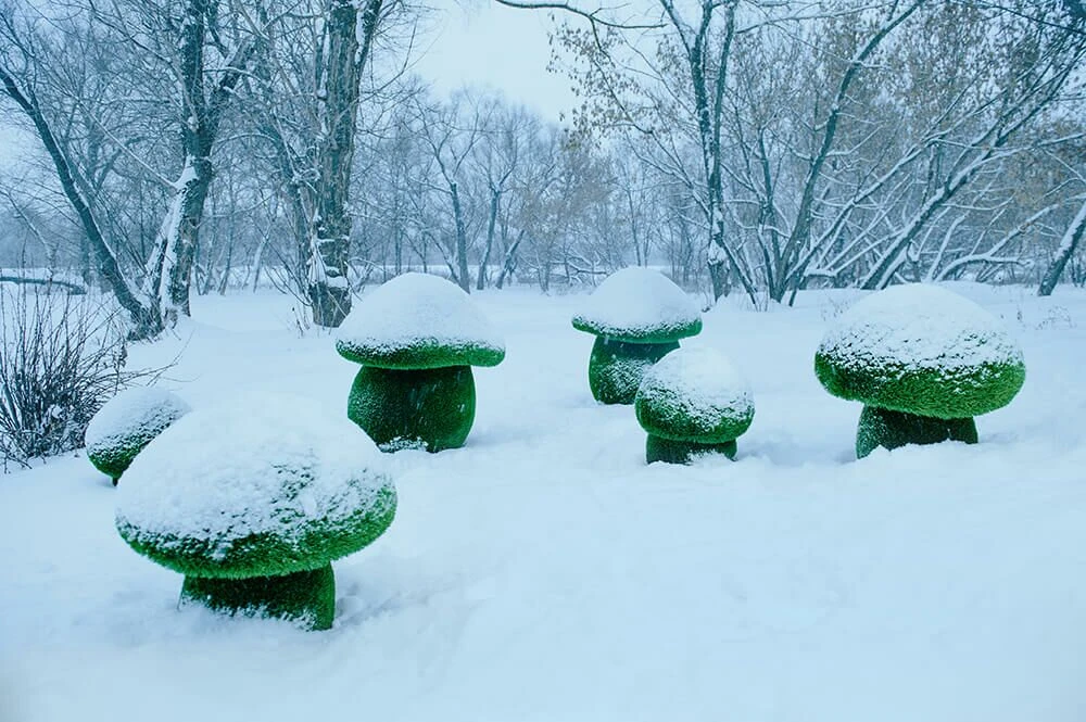 3 Steinpilze Im Set - Topiary - GFK & Kunstrasen - Boletus Set 4 3 Steinpilze Im Set - Topiary - GFK & Kunstrasen - Boletus Set – Bild 2