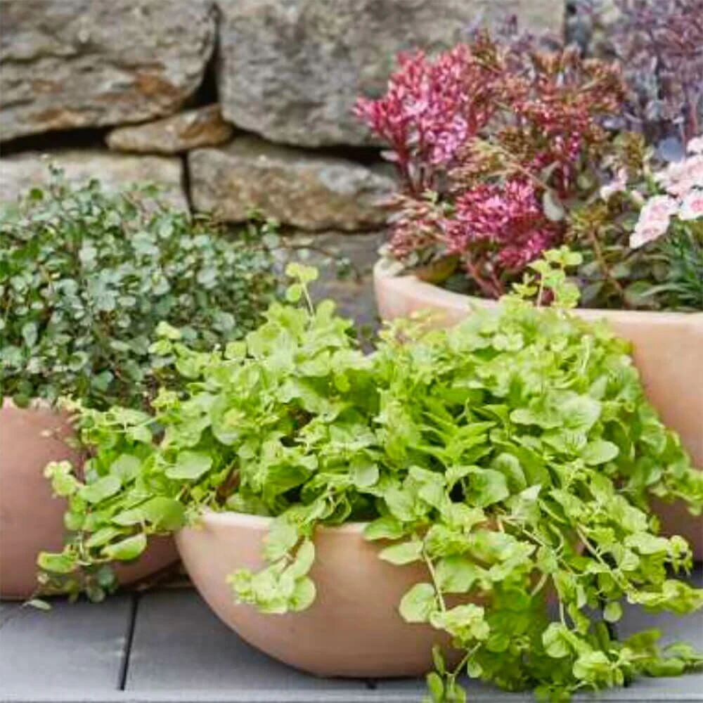 3er Set Schalen Zum Bepflanzen - Terrakotta - Rund - Kala 3 3er Set Schalen Zum Bepflanzen - Terrakotta - Rund - Kala