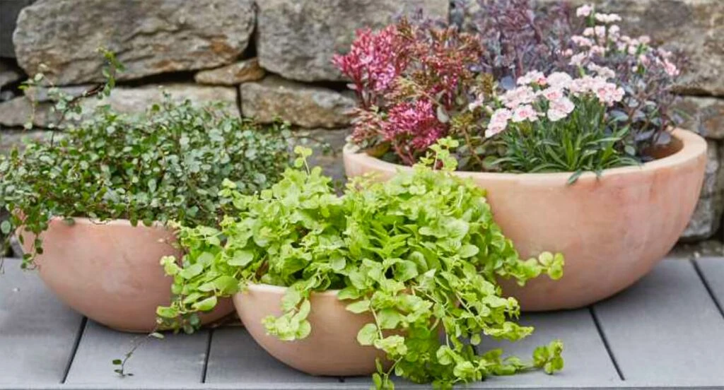 3er Set Schalen Zum Bepflanzen - Terrakotta - Rund - Kala 5 3er Set Schalen Zum Bepflanzen - Terrakotta - Rund - Kala – Bild 3