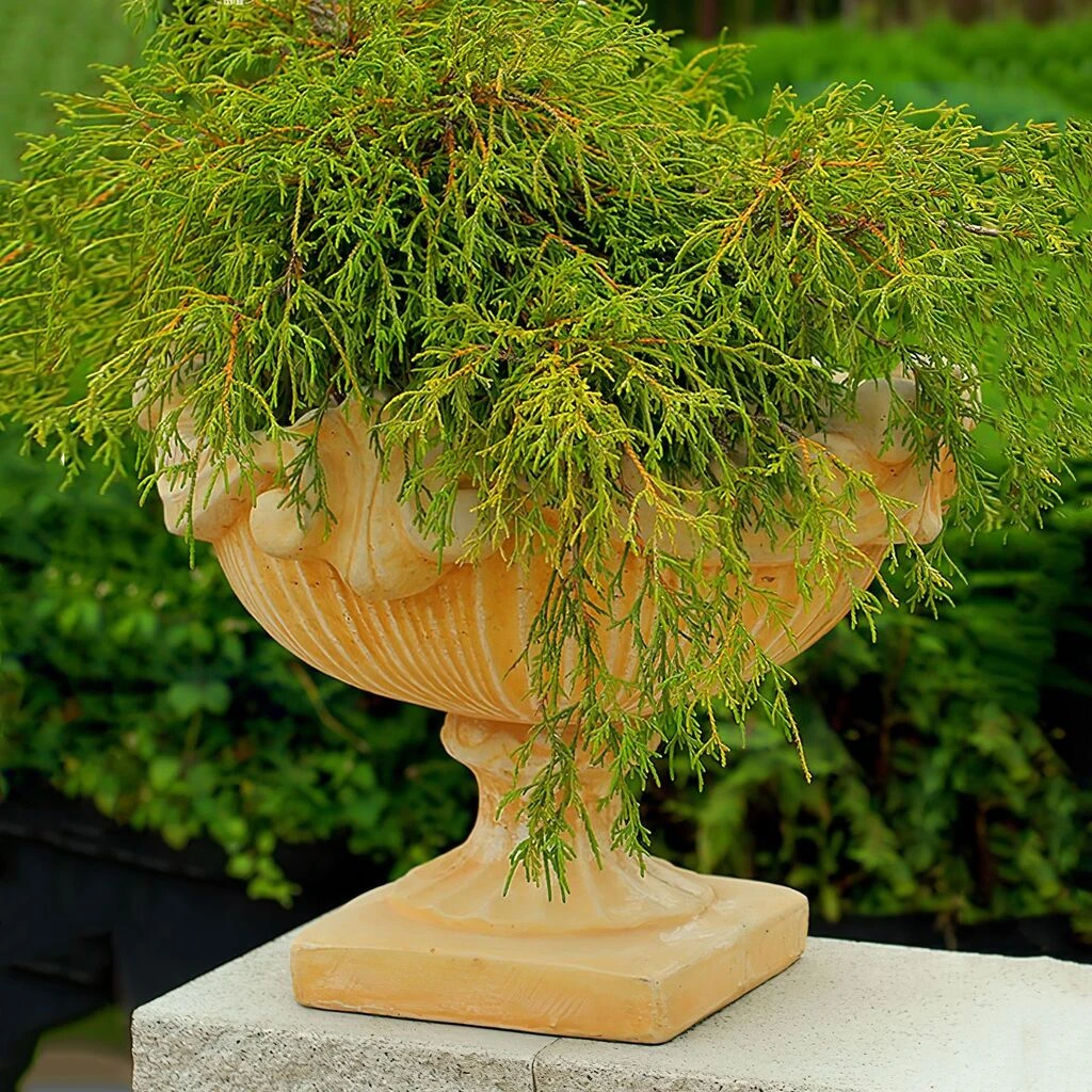 Elegante Pflanzschale Aus Steinguss - Rund - Edessa 3 Elegante Pflanzschale Aus Steinguss - Rund - Edessa