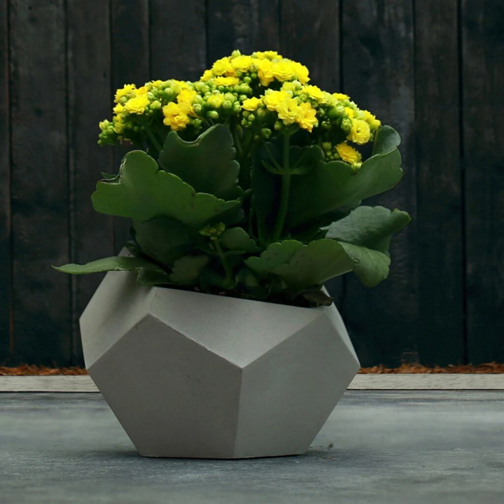 Elegantes Pflanzgefäß Aus Beton - Eckig - Mit Farbe - Mirakoma 4 Elegantes Pflanzgefäß Aus Beton - Eckig - Mit Farbe - Mirakoma – Bild 2