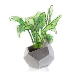 Elegantes Pflanzgefäß Aus Beton - Eckig - Mit Farbe - Mirakoma 11 Elegantes Pflanzgefäß Aus Beton - Eckig - Mit Farbe - Mirakoma -Pflanz Traum Verkaufsgeschäft elegantes pflanzgefaess aus beton eckig mit farbe mirakoma3