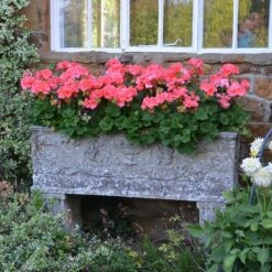 Großer Stein Pflanztrog Antik - Vicenza Grande -Pflanz Traum Verkaufsgeschäft grosser stein pflanztrog antik vicenza grande3