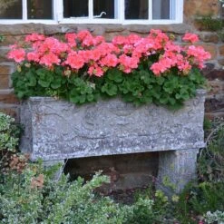 Großer Stein Pflanztrog Antik - Vicenza Grande -Pflanz Traum Verkaufsgeschäft grosser stein pflanztrog antik vicenza grande4