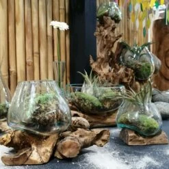 Handgefertigte Unikat Dekoschale - Geschmolzenes Glas Auf Treibholz - Melati -Pflanz Traum Verkaufsgeschäft handgefertigte unikat dekoschale geschmolzenes glas auf treibholz melati3