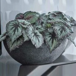 Moderne Pflanzschalen Im 2er Set - Polystone Grau - Valbelluno