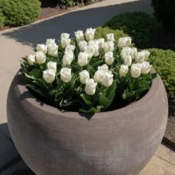 Runder Blumentopf XXL Für Den Garten - 2er Set - Als Sonderanfertigung - Torena