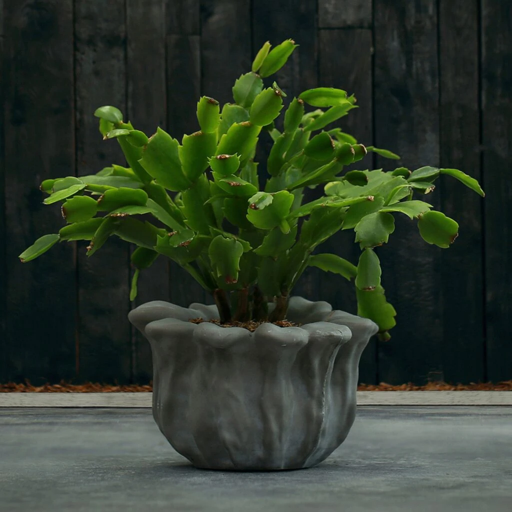 Schöner Blumentopf In Blütenform Aus Architekturbeton - Balla 4 Schöner Blumentopf In Blütenform Aus Architekturbeton - Balla – Bild 2